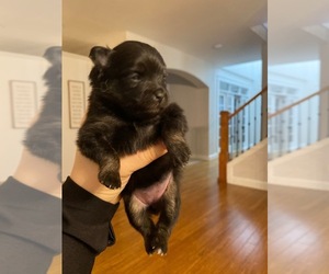 Pomeranian Puppy for sale in VANCOUVER, WA, USA