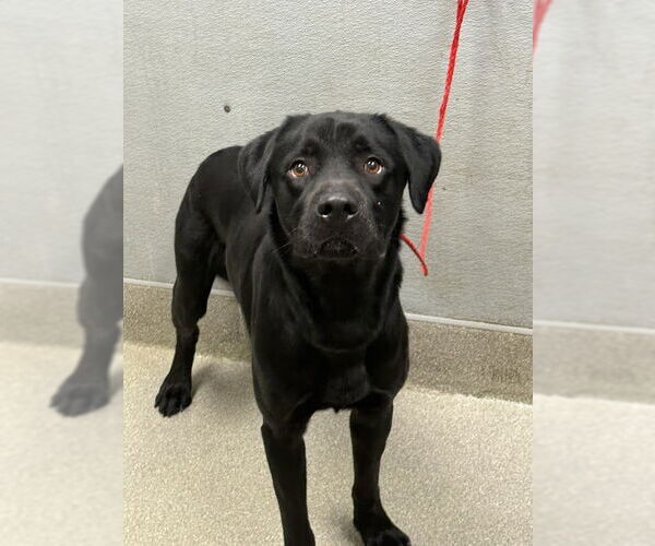 Medium Photo #1 Labrador Retriever-Unknown Mix Puppy For Sale in Las Vegas, NV, USA