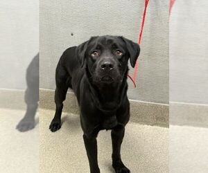 Labrador Retriever-Unknown Mix Dogs for adoption in Las Vegas, NV, USA