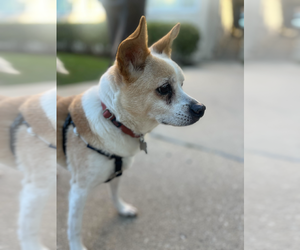 Mutt Dogs for adoption in Skokie, IL, USA