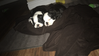 Small Photo #2 Boston Terrier Puppy For Sale in COLUMBIAVILLE, MI, USA