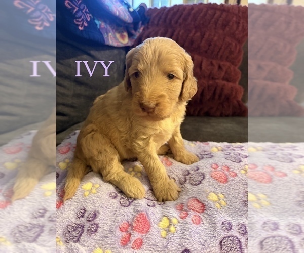 Medium Photo #10 Goldendoodle Puppy For Sale in DENVER, NC, USA