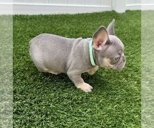 French Bulldog Puppy for Sale in CORAL SPRINGS, Florida USA