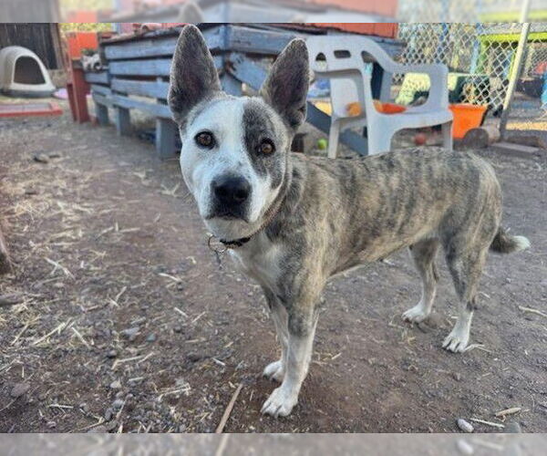 Medium Photo #5 Mutt Puppy For Sale in Williamsburg, NM, USA