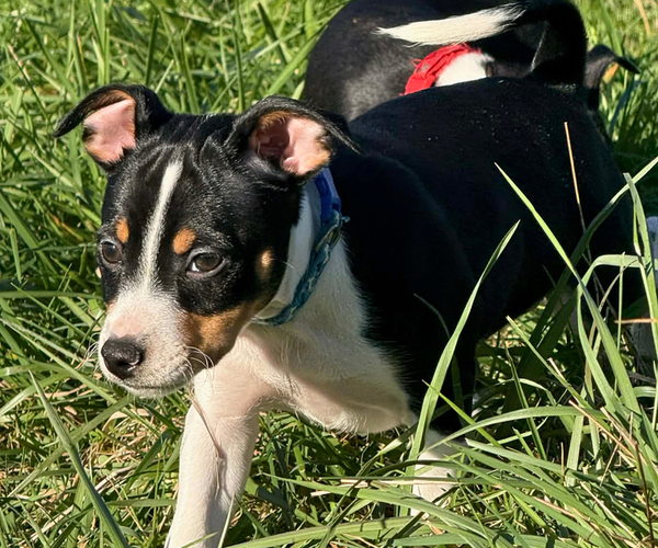 Medium Photo #1 Rat Terrier Puppy For Sale in MOLALLA, OR, USA