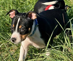 Rat Terrier Puppy for sale in MOLALLA, OR, USA