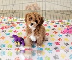 Small Cock-A-Poo-Poodle (Miniature) Mix