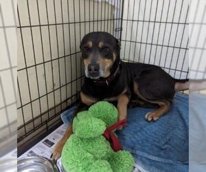 Rottweiler Dogs for adoption in Galveston, TX, USA