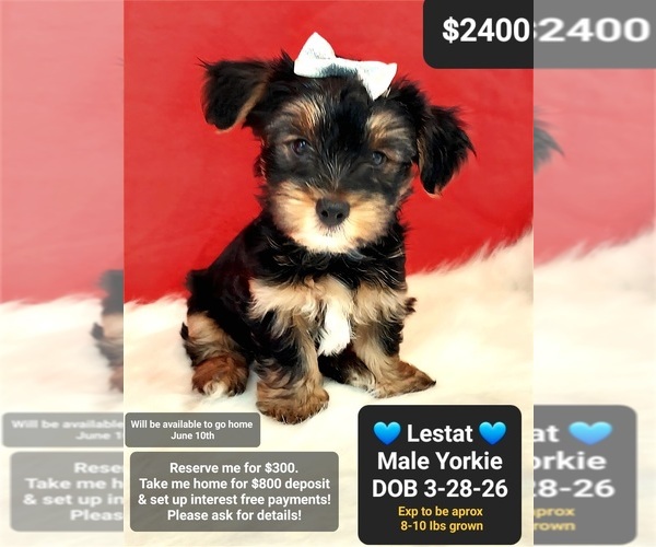 Medium Photo #1 Yorkshire Terrier Puppy For Sale in TUCSON, AZ, USA