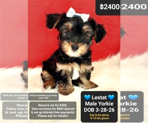 Yorkshire Terrier Puppy for sale in TUCSON, AZ, USA