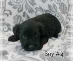 Small Photo #2 Schnauzer (Miniature) Puppy For Sale in LAKEVILLE, OH, USA