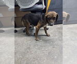 Small #1 Beagle