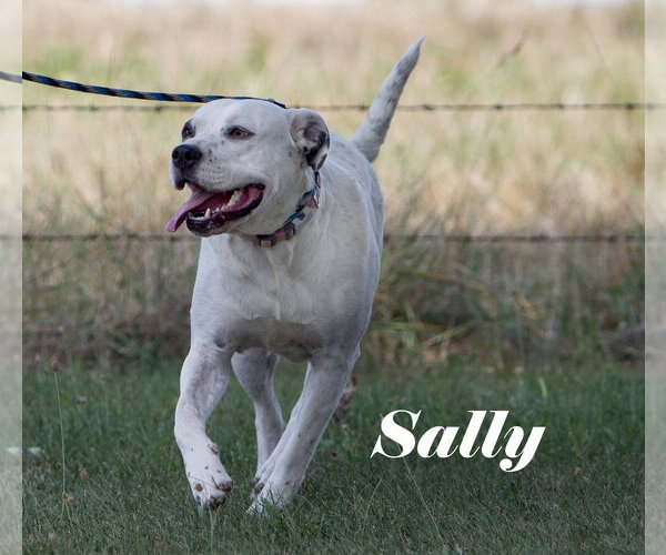 Medium Photo #3 American Bulldog-Unknown Mix Puppy For Sale in Stover, MO, USA