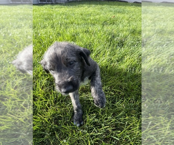 Medium Photo #4 Irish Wolfhound Puppy For Sale in ORD, NE, USA