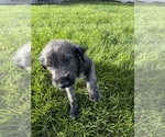 Litter of 3 - Female Irish WolfhoundLitter of Puppies for Sale - Photo #4