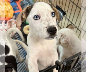 Siberian Husky Dogs for adoption in GILBERTS, IL, USA