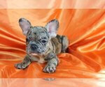Small Photo #3 French Bulldog Puppy For Sale in GLADWYNE, PA, USA
