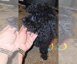 Small #23 Poodle (Toy)