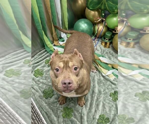 Medium Photo #1 Mutt Puppy For Sale in Martinsburg, WV, USA