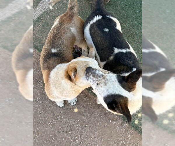 Medium Photo #4 Mutt Puppy For Sale in Apple Valley, CA, USA