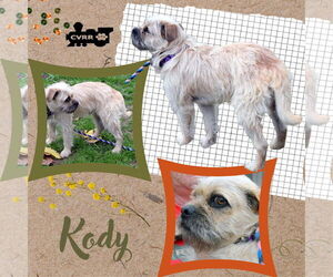 Pug-Unknown Mix Dogs for adoption in Lindsay, CA, USA