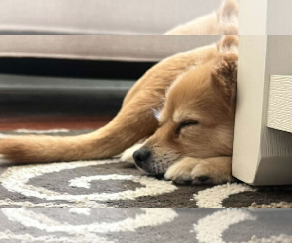Medium Photo #7 Pomeranian Puppy For Sale in Mount Laurel, NJ, USA