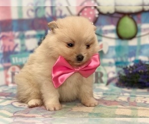 Pomeranian Puppy for sale in LANCASTER, PA, USA