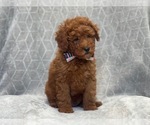 Small Photo #4 Goldendoodle (Miniature) Puppy For Sale in LAKELAND, FL, USA