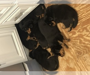 Rottweiler Puppy for sale in WILLIAMSTOWN, NJ, USA
