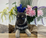 Small Photo #2 Pomsky Puppy For Sale in ROCKFORD, IL, USA