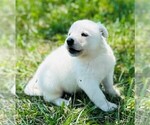 Small #2 German Shepherd Dog