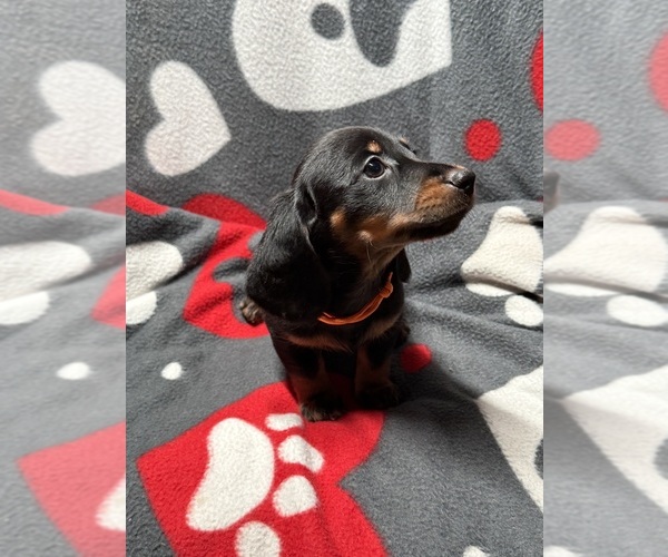 Medium Photo #1 Dachshund Puppy For Sale in RUTLAND, OH, USA