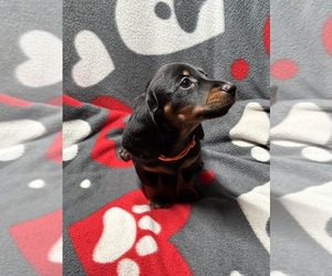 Dachshund Puppy for sale in RUTLAND, OH, USA
