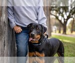 Small Photo #7 Rottweiler Puppy For Sale in White Hall, AR, USA