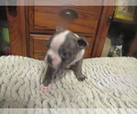 Small #4 Boston Terrier