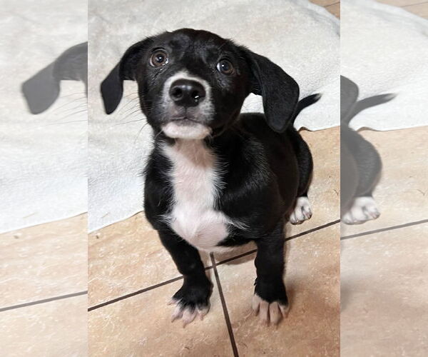 Medium Photo #2 Labbe Puppy For Sale in Tracy City, TN, USA