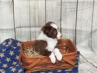 Border Collie Puppy for sale in ONTARIO, OH, USA