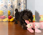 Yorkipoo puppie - Male Yorkipoo Puppy for Sale - Photo #4