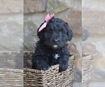 Small Photo #1 Bernedoodle Puppy For Sale in MIFFLINBURG, PA, USA
