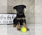 Small #2 German Shepherd Dog