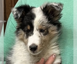 Shetland Sheepdog Puppy for sale in FORT MORGAN, CO, USA