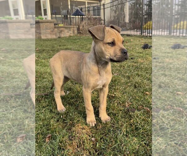 Medium Photo #4 Boxer-Unknown Mix Puppy For Sale in Tarrytown, GA, USA
