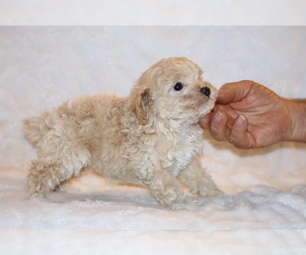 Medium Photo #10 Poodle (Toy) Puppy For Sale in DYERSBURG, TN, USA