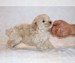 Small #9 Poodle (Toy)