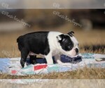 Small Photo #4 Boston Terrier Puppy For Sale in LAMAR, MO, USA