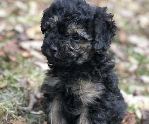 YorkiePoo Puppy for sale in STRUNK, KY, USA