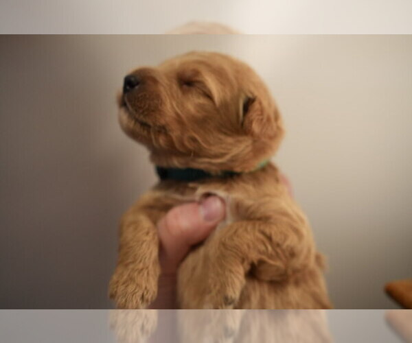 Medium Photo #27 Goldendoodle (Miniature) Puppy For Sale in DALLAS, OR, USA