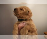 Small #7 Goldendoodle (Miniature)