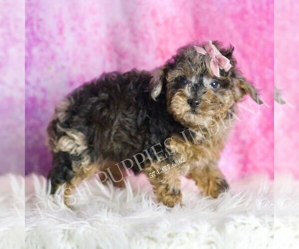 Medium Photo #4 Poodle (Toy) Puppy For Sale in WARSAW, IN, USA