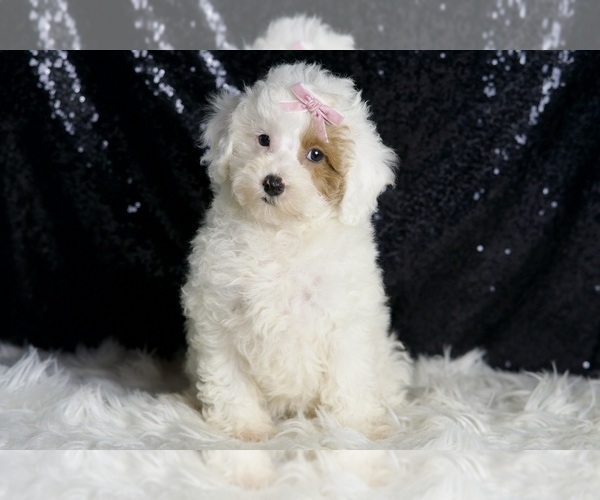 Medium Photo #1 Poodle (Toy) Puppy For Sale in WARSAW, IN, USA